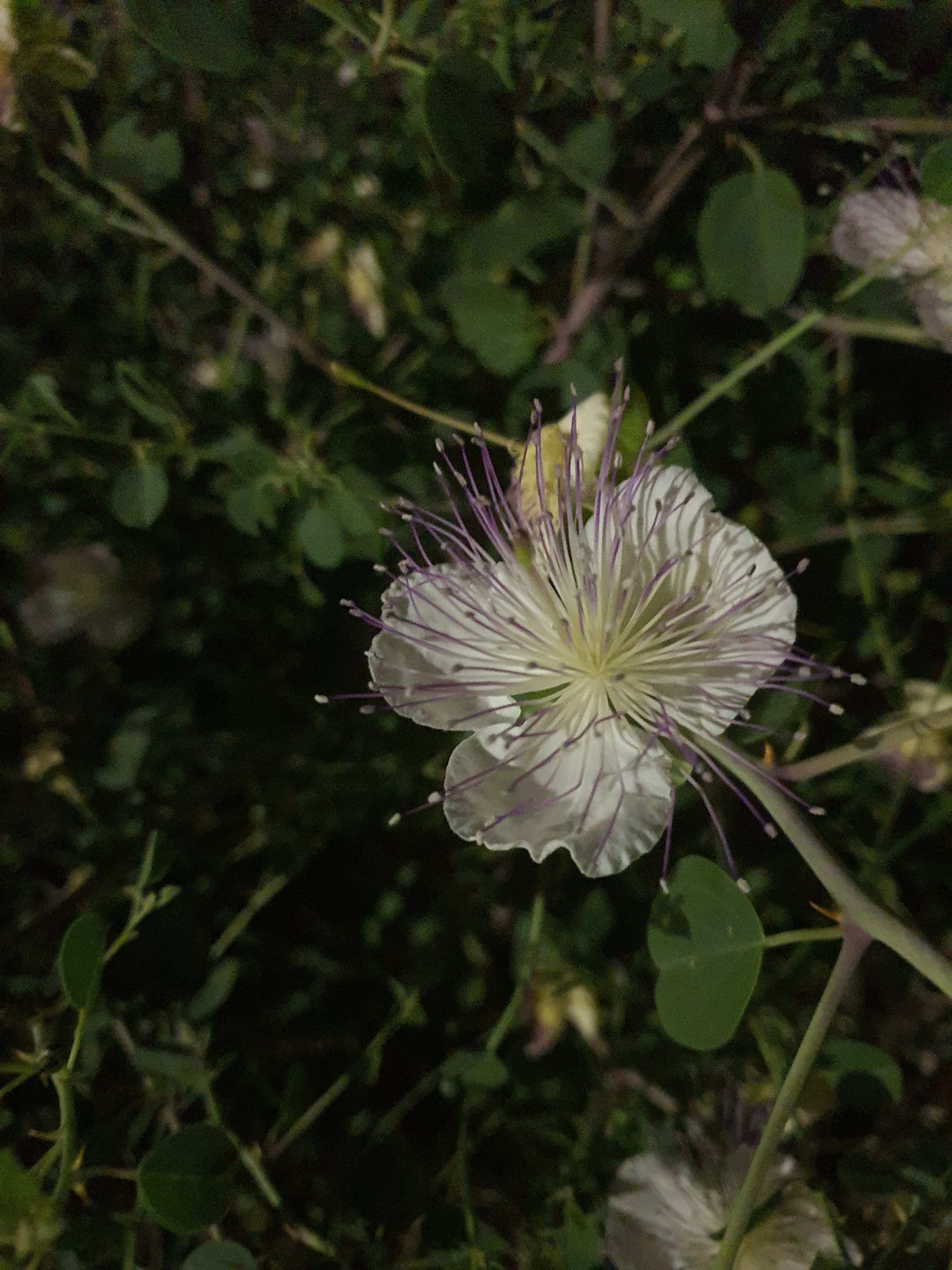 Capers-Capparis