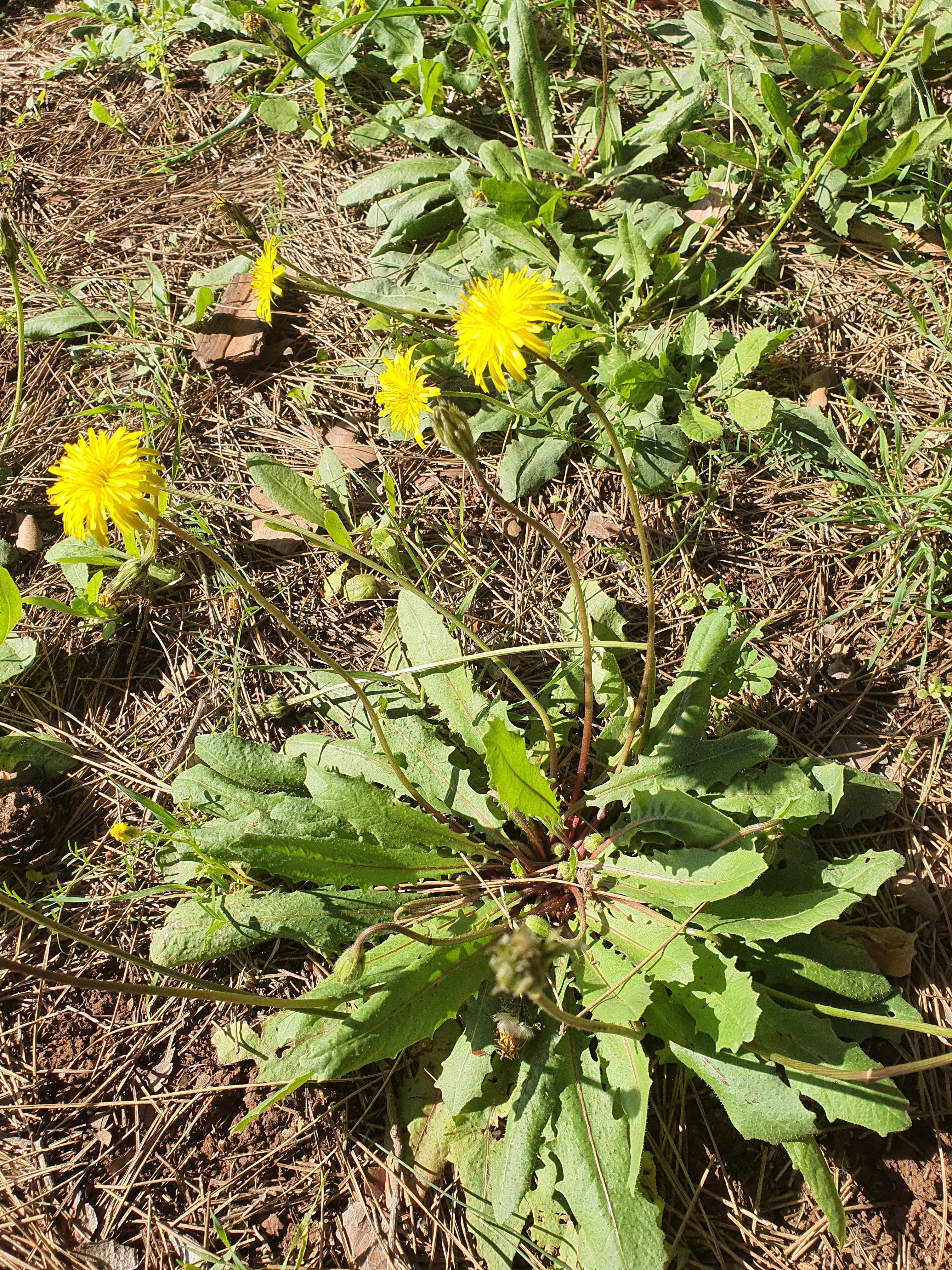 Dandelion-Look-alikes