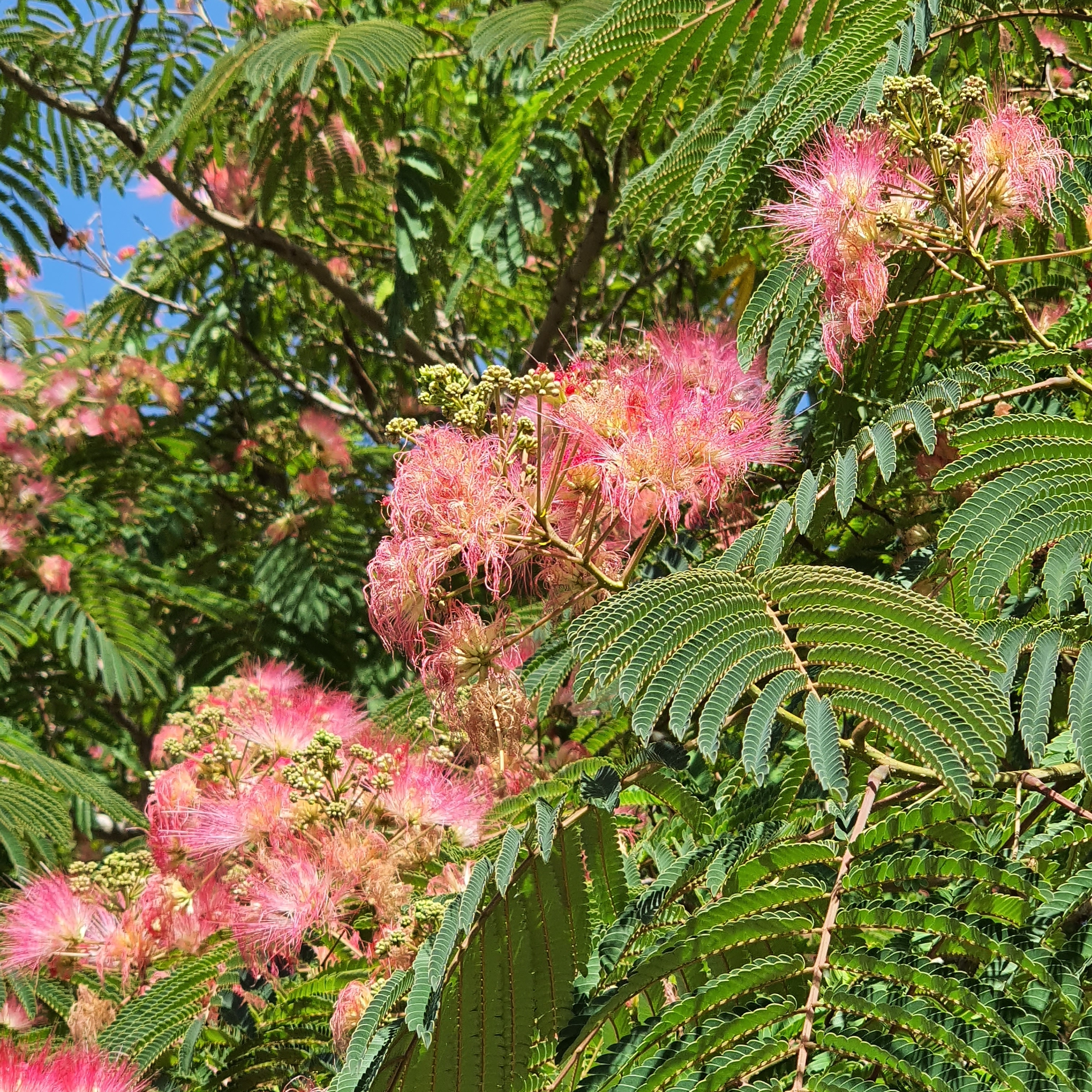 Albizia-julibrissin-Mimosa-Tree