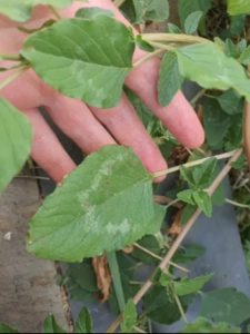 Amaranthus-Amaranth-Pigweed-Behind-the-Scenes