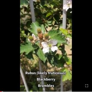 Blackberry-rubus-bramble