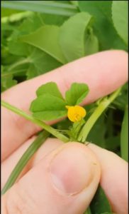 Burr-Clover-Medicago