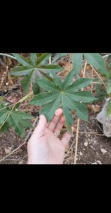 Castor-Ricinus