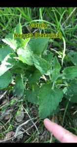 Catnip-Nepeta-cataria