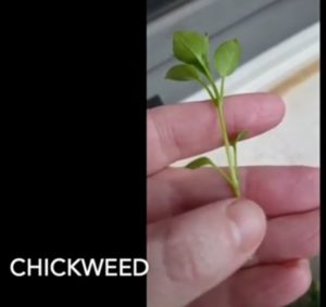 Chickweed-Stellaria-media