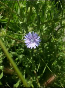 Chicory-Cichorium-pumilum