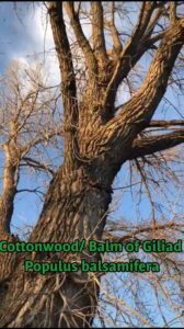 Cottonwood-Tree-buds-Balm-of-Giliad-Populus-balsamifera