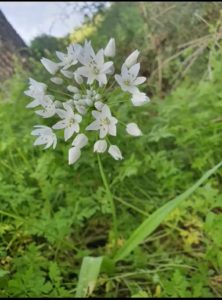 Daffodil-Garlic-Allium-neapolitanum