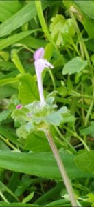 Henbit-Lamium-amplexicaule