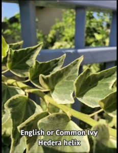 English-Common-Ivy-Hedera-helix-and-Chinese-Tallow-Triadica-sebifera
