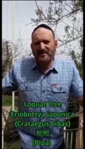 Loquat-Eriobotrya-Japonica