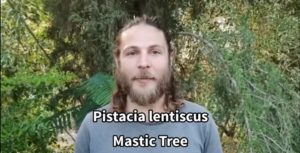 Mastic-Tree-Pistacia-lentiscus