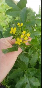 Mustard-Sinapis