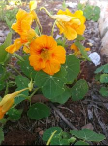 Nasturtium-Tropaeolum