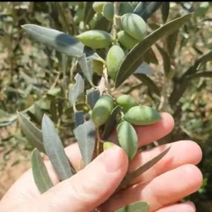 Olive-Olea-and-some-guests