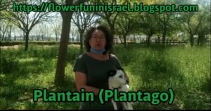 Plantain-Plantago