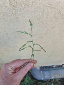 Lactuca-serriola-Prickly-Lettuce