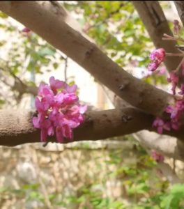 Redbud-Tree-Cercis-Almond-Tree-Prunus-dulcis