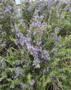 Rosemary-Rosmarinus