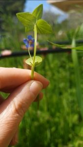 Chickweed-Stellaria-and-Pimpernel-Anagallis