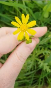 Groundsel-Senico
