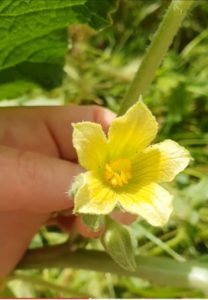 Witchy-herbs-Brooms-Squirting-Cucumber-and-Black-Nightshade