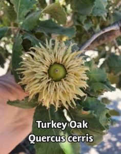 Trees-Pecan-Carya-illinoinensis-Turkey-Oak-quercus-cerris-and-Hibiscus-hibiscus-tiliaceus