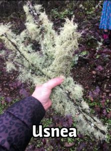 Usnea