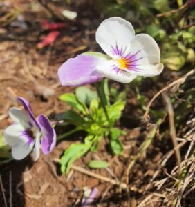 Viola-Tricolor-Wild-Pansy