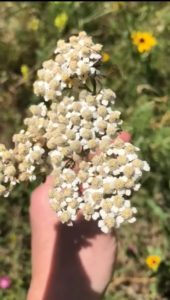 Yarrow-Achillea-millefolium