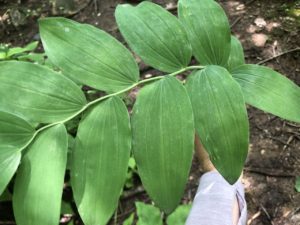 Solomon's Seal Polygonatum