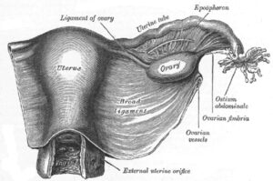 ARM Episode #38 Addendum: Men and Menstruation